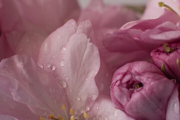 Fototapeta premium Nature background of sakura flower buds.