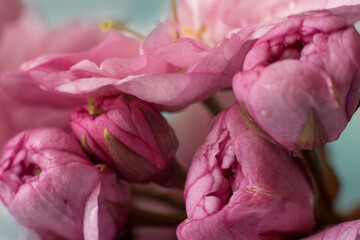 macro fiew of sakura flower buds.