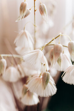 Вried flowers