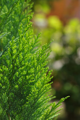 Closeup fresh green Christmas leaves, branches of thuja trees on green background. Young twigs of evergreen. Beautiful green screensaver on your desktop. Blurred background. Young twigs of thuja 