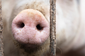 Pig snout close-up between the bars of the fence.