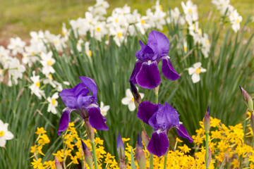 iris and daffodil