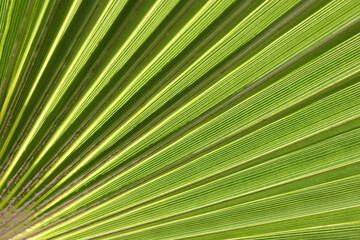 Fototapeta premium Palm Leaves texture with shadow.Tropical palm leaves. floral pattern background.Palm leaves on which a good shadow falls. Graphic drawing on a palm leaf. Natural patterns.Natural beautiful background.