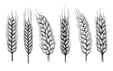 Wheat bread ears hand drawn vector illustration.	

