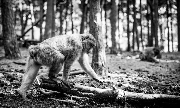 Planet of the apes - Magot climbing a log shot in black and white