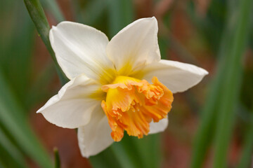 Naklejka na ściany i meble daffodils in spring