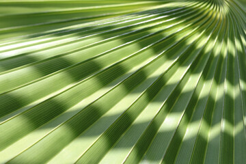 Palm Leaves texture with shadow.Tropical palm leaves. floral pattern background.Palm leaves on which a good shadow falls. Graphic drawing on a palm leaf. Natural patterns.Natural beautiful background.