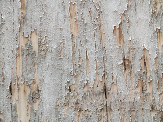 Old wooden board with the white paint peeled off