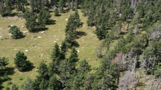 survol du massif des Pyr&eacute;n&eacute;es et des forets dans les Pyr&eacute;n&eacute;es-Orientales, sud de la France, parc naturel des Bouillouses
