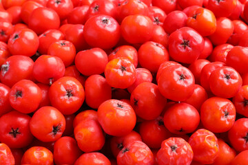 Many red rowan berries as background, closeup