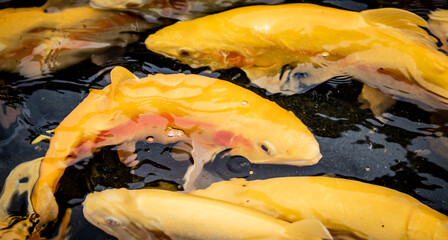 Golden rainbow trouts (Oncorhynchus mykiss) from above water in a fish farm