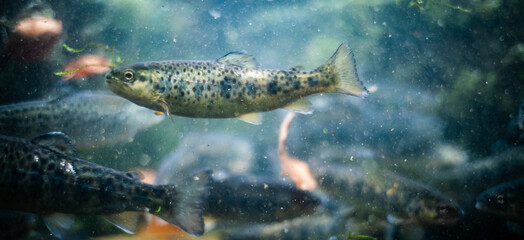 Underwater view of a shoal of young river trouts (Salmo trutta fario) in a fish farm
