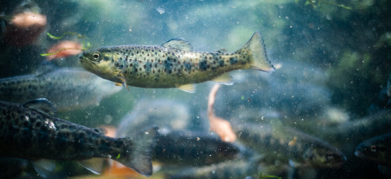 Underwater view of a shoal of young river trouts (Salmo trutta fario) in a fish farm