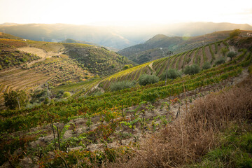 vineyards of Douro Wine Region on the slopes of Douro river, Municipality of Sao Joao da Pesqueira, Viseu, Portugal - obrazy, fototapety, plakaty