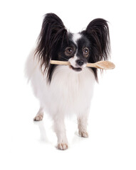 Continental toy spaniel, papillon Dog with a wooden spoon in the mouth