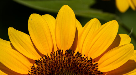 sunflower close up