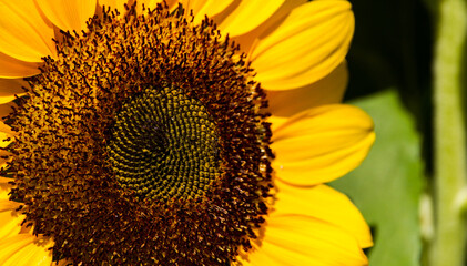 sunflower close up