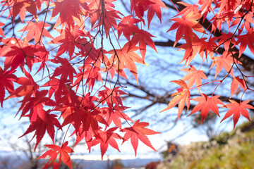 空と紅葉　
(鹿児島県霧島市)