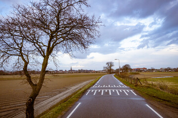 tree and pathway between agricultural fields of the Netherlands landscape tulips fields