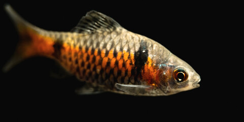 Odessa barb (Pethia padamya) with a dark background