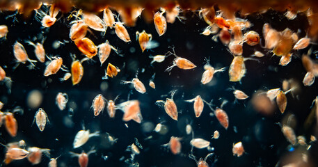 Water flea (Daphnia sp.), small planktonic crustaceans usually used as fish food in aquariums,...