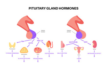 Pituitary gland hormones - obrazy, fototapety, plakaty