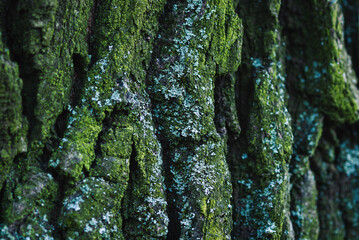 Blurry Old oak tree green mossy bark closeup