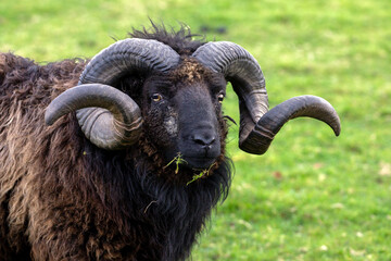 Aries, the sign of the Zodiac, is represented by the animal the Ram. Male sheep are called rams, the females ewes, immature  lambs.In religion as animals of sacrifice, in cultures as symbols of sexual