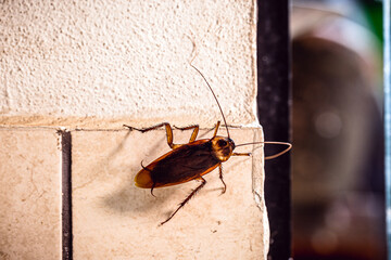 Periplaneta cockroach, known as red cockroach or American cockroach,walking along the wall of the...