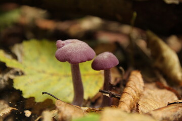 Lakówka ametystowa, Laccaria amethystina, amethyst deceiver