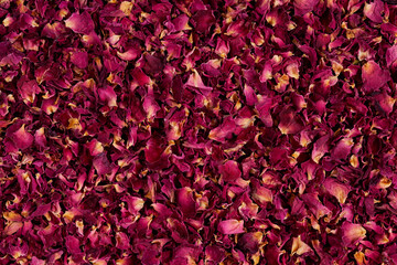 Dried rose petals as background. Purple rose flowers, close-up