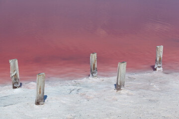 Coastline of salty pink lake with unique Dunaliella salina algae