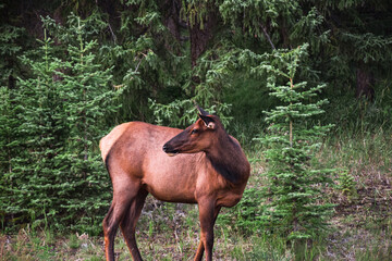 Female elk standing in a forest