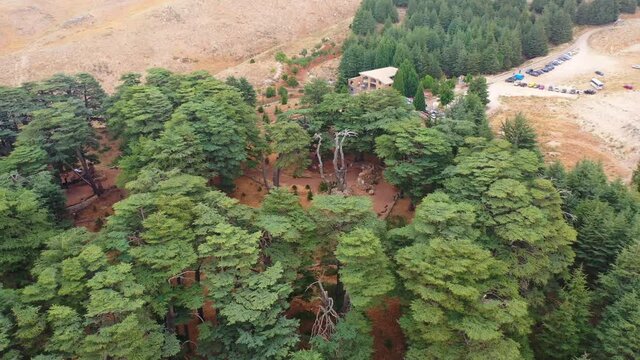 Aerial Tilt Up Tourists Exploring Footpath During Vacation, Drone Flying Backwards Over Trees - Bsharri, Lebanon