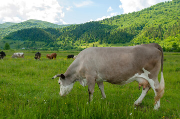 Fototapeta na wymiar a beautiful cow on a pasture in the high mountains of a warm spring day on the background of birches