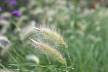 Close up of feathertop (cenchrus longisetus) plants