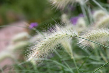 Close up of feathertop (cenchrus longisetus) plants