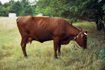 cow eating grass agriculture nature farm agriculture
