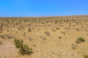 Panorama of the Kyzyl Kum desert against the background of the bright blue Central Asian sun. Ground is covered with small bushes that bloom briefly in the spring. Shot in Karakalpakstan (Uzbekistan)