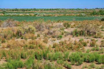 Fototapeta na wymiar Kyzylkum Desert (Uzbekistan) in spring, when plants begin to bloom for short time. It's hard to believe that dull yellow-orange hues of dried plants and endless sand reign here during rest of year