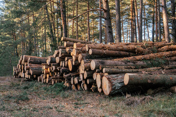 Sawed pine trees, stacked in stacks against background of forest. Logging for production