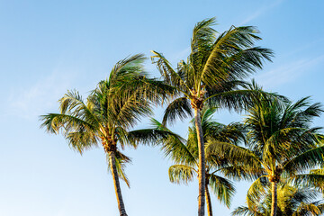 Fototapeta na wymiar Palm trees with solid blue sky background 