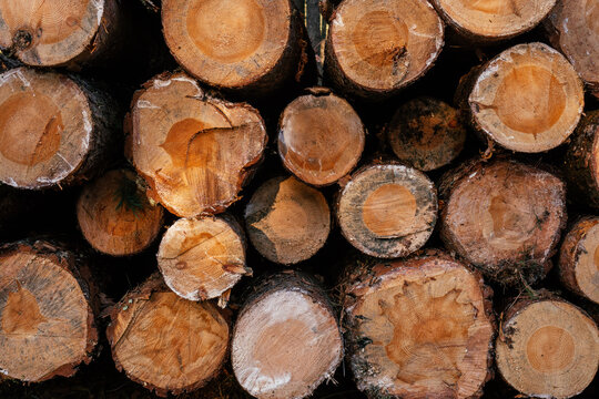 Background image of ends of sawn pine trunks. Firewood wooden background. Industrial timber. Copy space