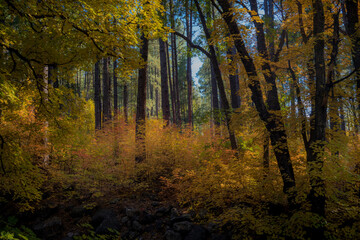 Colors of Fall in Sedona Arizona 2021