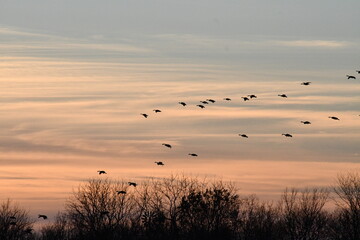 Flock of Geese in a Sunset