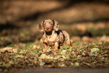 dachshund puppy on leaves in the park