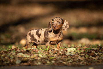 dachshund puppy on leaves in the park