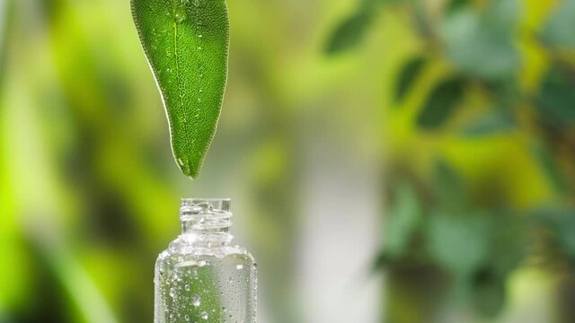 Dripping leaf juice into bottle close-up, plant oil. Making aroma serum on nature background. Dropping liquid perfume, skincare routine, treatment essence oil, spa concept. 