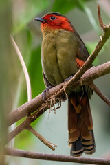 Scarlet-faced Liocichla 

Liocichla ripponi

Captive