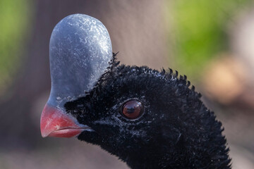 helmeted curassow (Pauxi pauxi) 